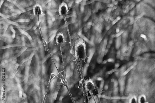 Cutleaf Teasel on a rural dirt road in the springtime sunshine April 2023 photo