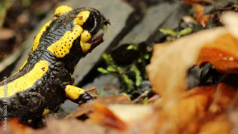 Fressender Feuersalamander (Salamandra salamandra) Fressender Feuersalamander (Salamandra salamandra)