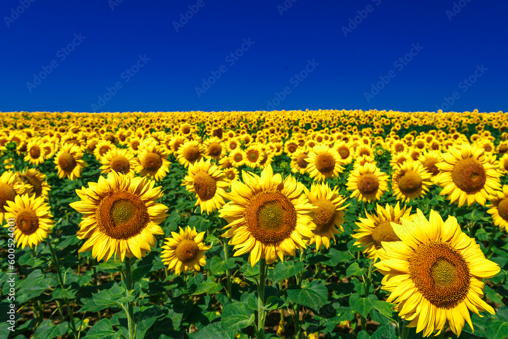 Obraz premium Agricultural field with yellow sunflowers against the sky with clouds.Sunflower field.Gold sunset. Sunflower closeup.Agrarian industry. Photo of cultivation land.flowers image