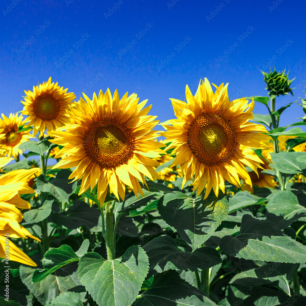 Fototapeta premium Agricultural field with yellow sunflowers against the sky with clouds.Sunflower field.Gold sunset. Sunflower closeup.Agrarian industry. Photo of cultivation land.flowers image