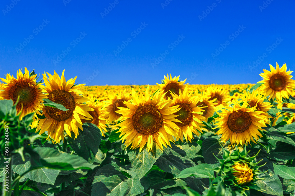 Agricultural field with yellow sunflowers against the sky with clouds.Sunflower field.Gold sunset. Sunflower closeup.Agrarian industry. Photo of cultivation land.flowers image