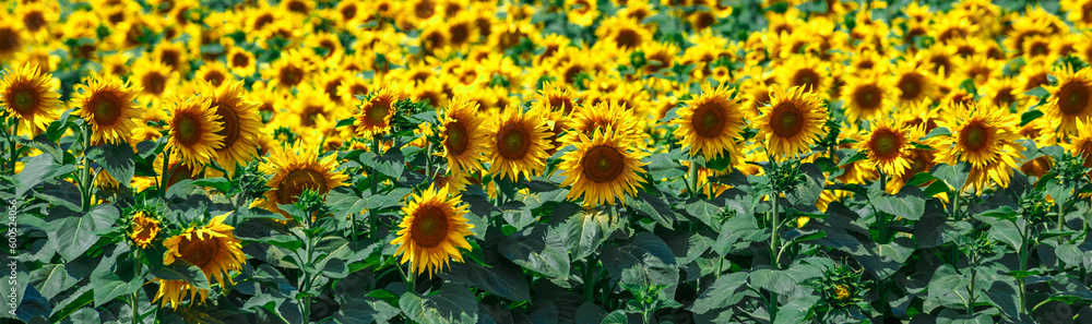 Naklejka premium Agricultural field with yellow sunflowers against the sky with clouds.Sunflower field.Gold sunset. Sunflower closeup.Agrarian industry. Photo of cultivation land.flowers image