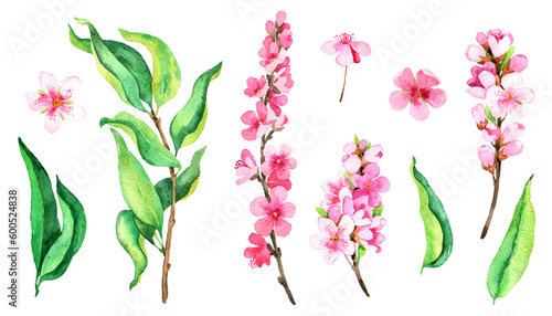 Watercolor pink blooming branches set. Botanical blossom illustration. Peach, cherry, plum flowers.
