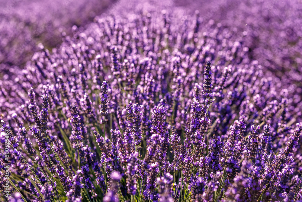 Obraz premium Lavender field.Beautiful image of lavender field Summer sunset. French Provence.Harvesting. Beautiful sky.Lavender in the garden.