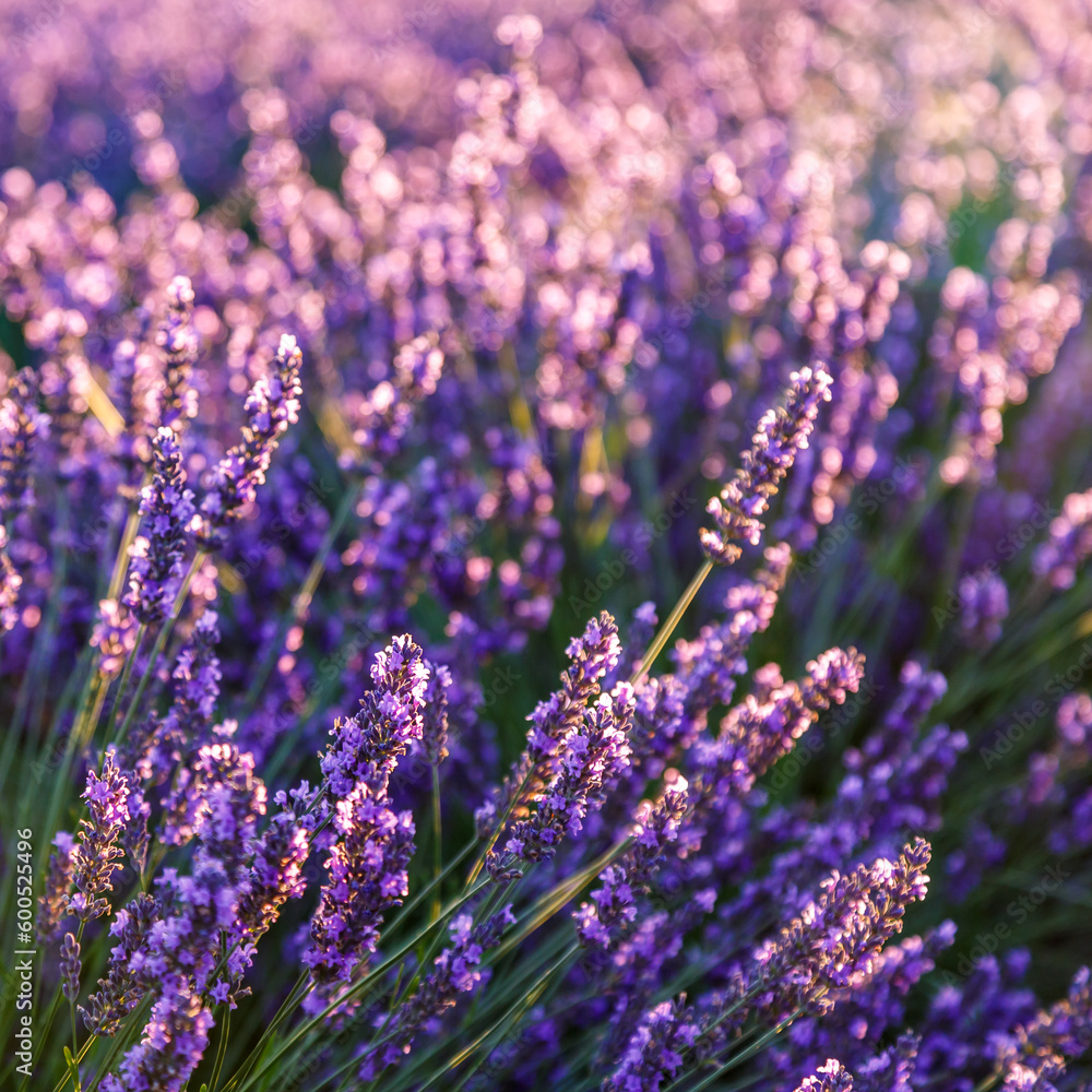 Fototapeta premium Lavender field.Beautiful image of lavender field Summer sunset. French Provence.Harvesting. Beautiful sky.Lavender in the garden.