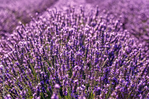 Lavender field.Beautiful image of lavender field Summer sunset. French Provence.Harvesting. Beautiful sky.Lavender in the garden.