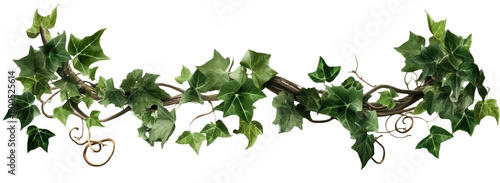 ivy branch isolated on transparent background. 3D render