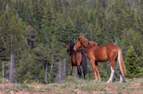 Wild Horse Mare and Foal in the Pryor Mountains Montana in Summer