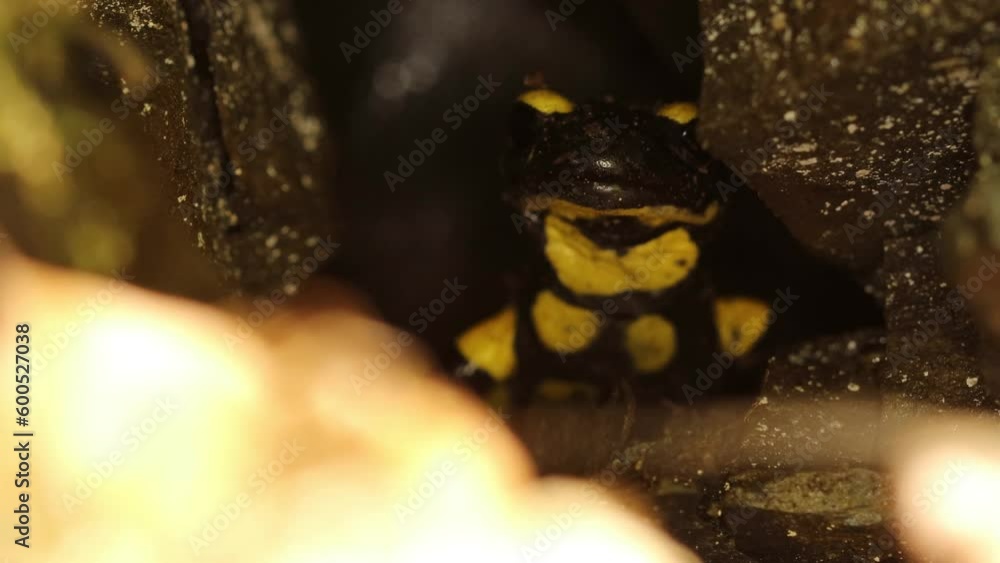 Feuersalamander (Salamandra salamandra) im Versteck Feuersalamander (Salamandra salamandra) im Versteck