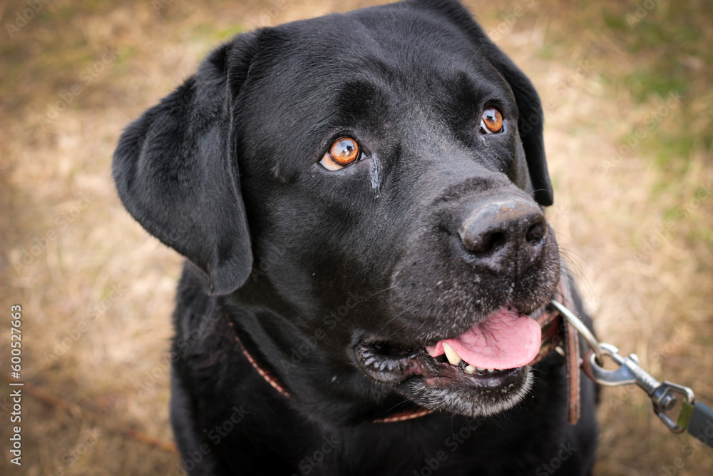 Black Labrador dog. The domestic dog is walking in the park. Black Labrador dog. The domestic dog is walking in the park.