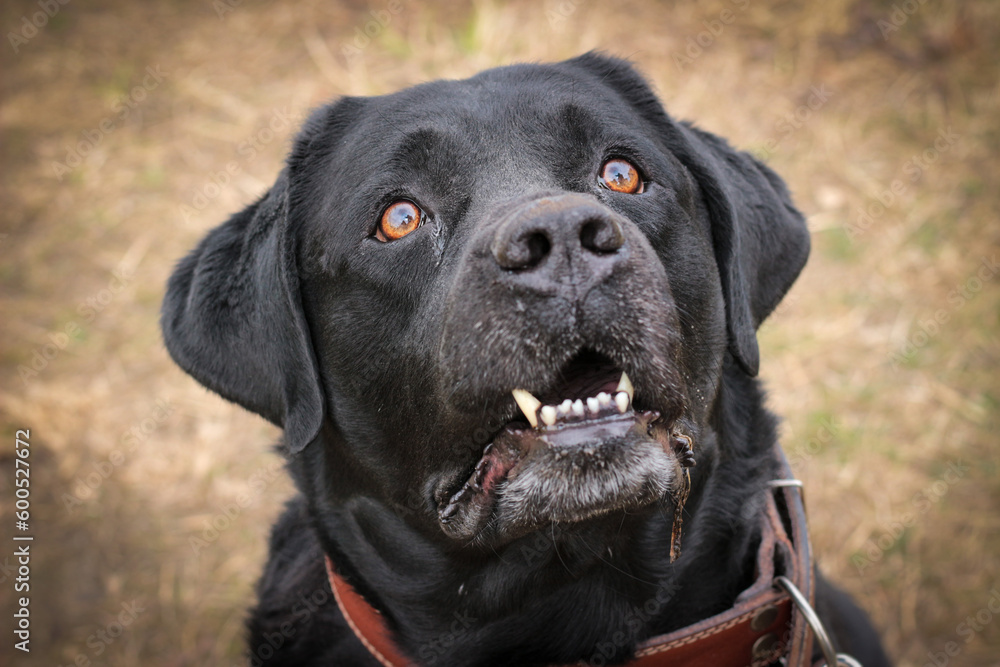 A black Labrador dog on a walk. A domestic dog is walking in the park. A black Labrador dog on a walk. A domestic dog is walking in the park.