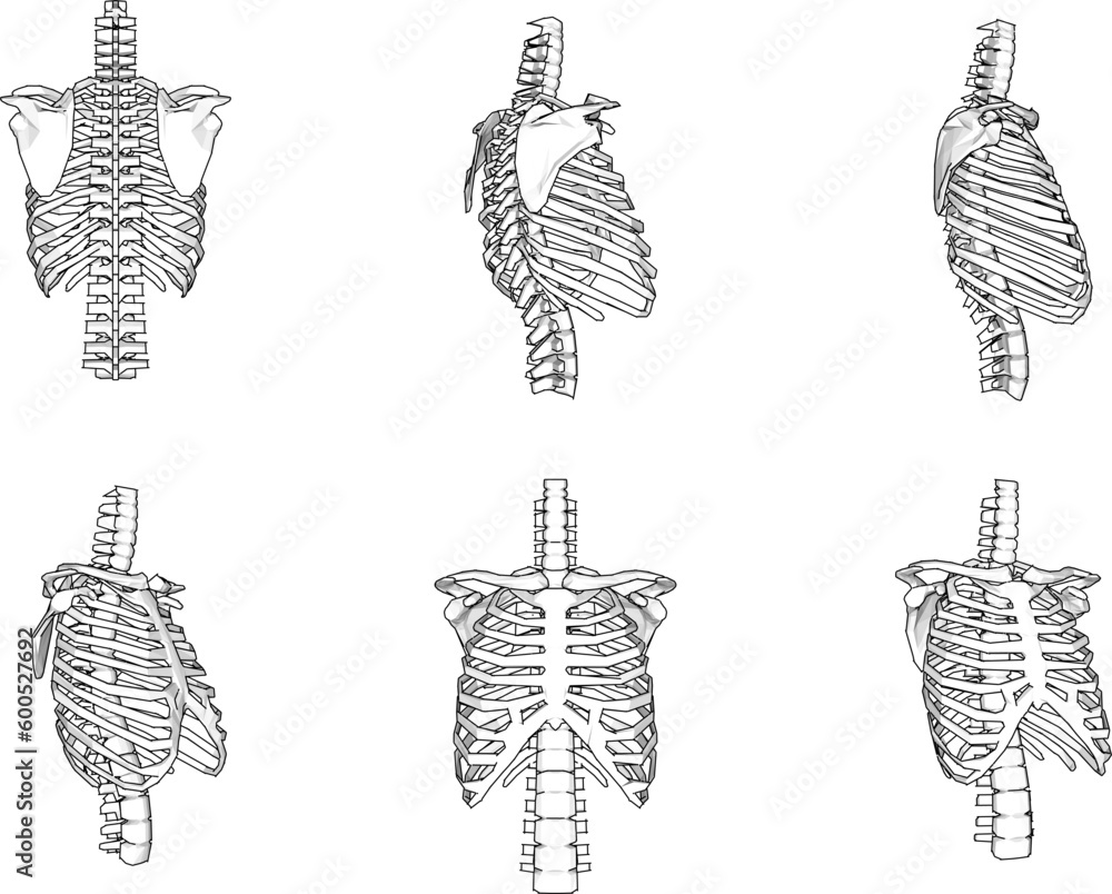 Human rib cage cartoon illustration vector sketch Stock Vector | Adobe ...