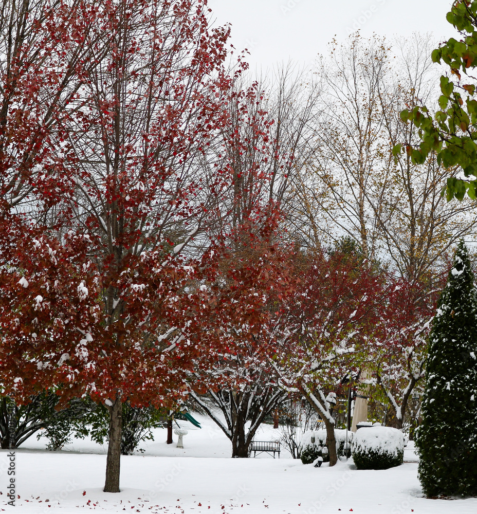 Fototapeta premium Tree with Red Leaves. Snow Capped Bushes. Snow Covered Ground.