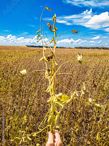 Agribusiness: Harvesting, Soybean Harvesting, Agriculture - Agricultural Harvester - Tapurah, Mato Grosso, Brazil. photo