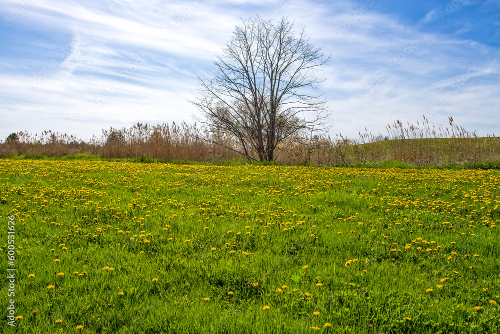 Dandelion field in Binbrook Conservation Area, Hamilton, Ontario
