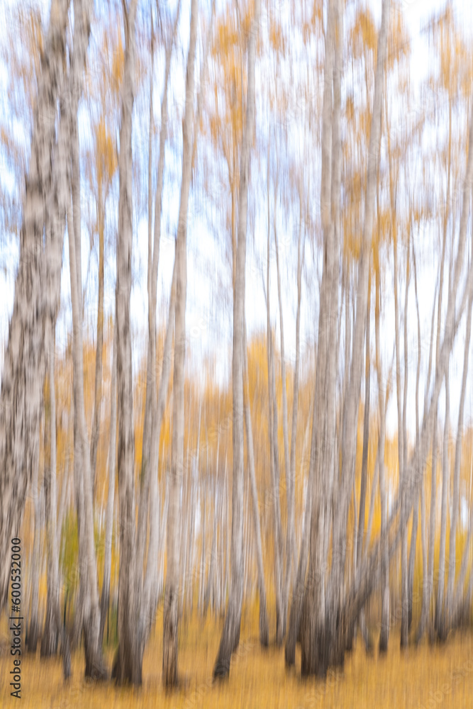 Fototapeta premium Blurred trees with yellow leaves in the forest. A photographic effect using camera movement