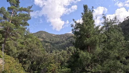 Wallpaper Mural Forest in the mountains. White clouds on the blue sky, Mountain nature, turism vibes.  Torontodigital.ca