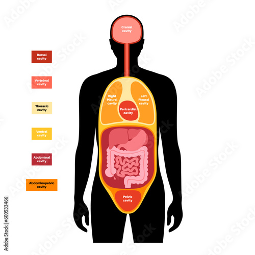 Body cavities poster