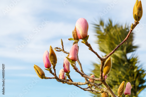 Magnolia branch with unblown pink buds against the blue evening sky
