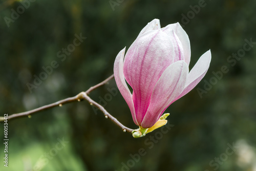 Large beautiful pink magnolia flower (Magnolia soulangeana) with big petals on a thin branch