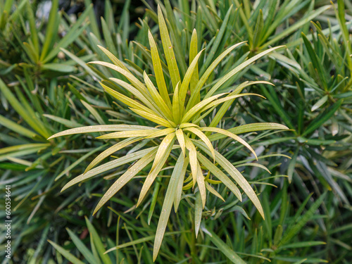 A young shoot of a bamboo palm tree with yellow-green long leaves