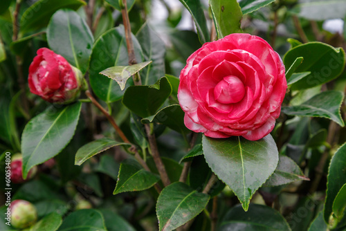 Beautiful pink Japanese camellia flower on a bush after rain