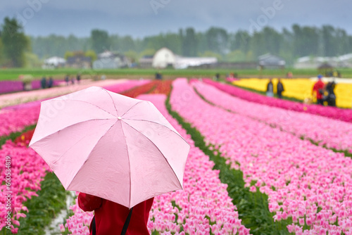 Tulip Festival Rain Pacific Northwest. Tourists and a field of tulips on a drizzly day in the Pacific Northwest.  