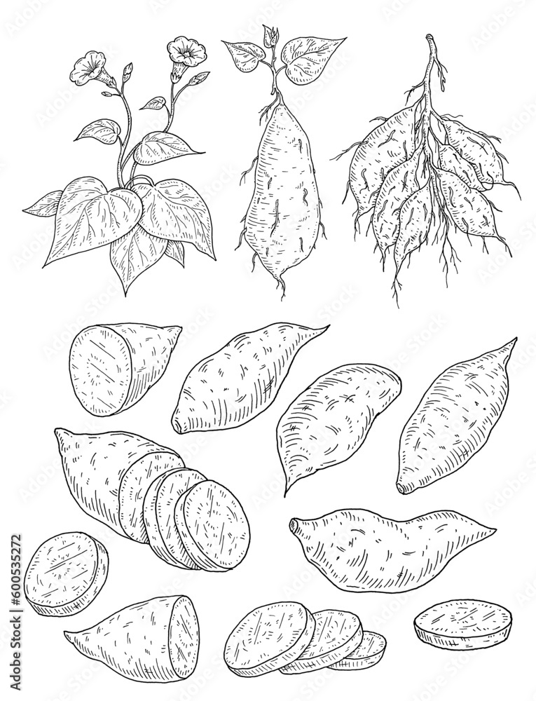 Plant batatas with leaf, root and flower. Slice and whole sweet potato. Vintage engraving Plant batatas with leaf, root and flower. Slice and whole sweet potato. Vintage engraving