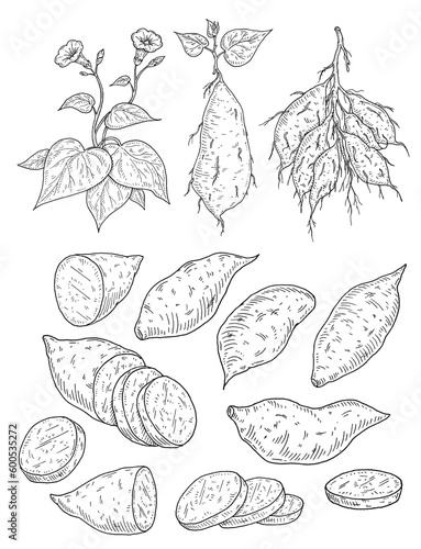 Plant batatas with leaf, root and flower. Slice and whole sweet potato. Vintage engraving