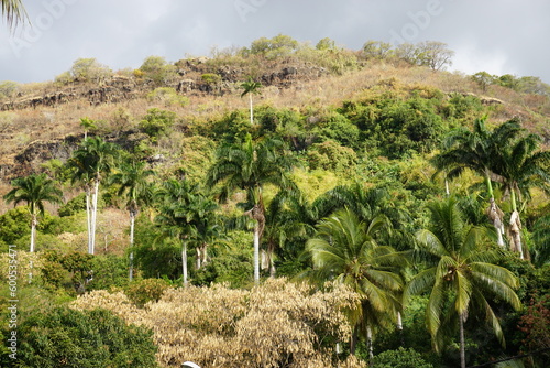 closeup on palm trees in the mountains on the tropical island of La Réunion, France