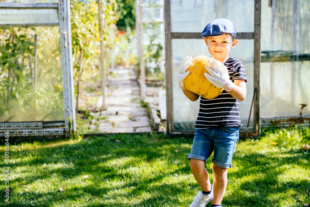 Cute little boy playing with big yellow ripe pumpkin in sunny summer rural garden. Eco sustainable ecology organic farm food harvest concept.