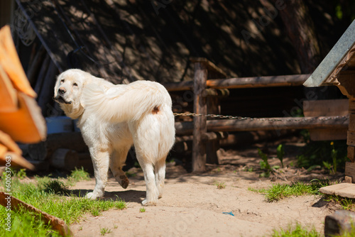 Bacówka w Czorsztynie i okolice. Biały pies stojący przy ogrodzeniu drewnianym. 