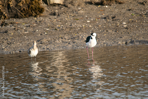 Black-winged stilt and austral flamingo fishing in the lake © altzaga