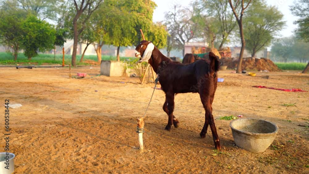 Footage of Indian Capra or Goat ruminating in the iron fence. Domestic