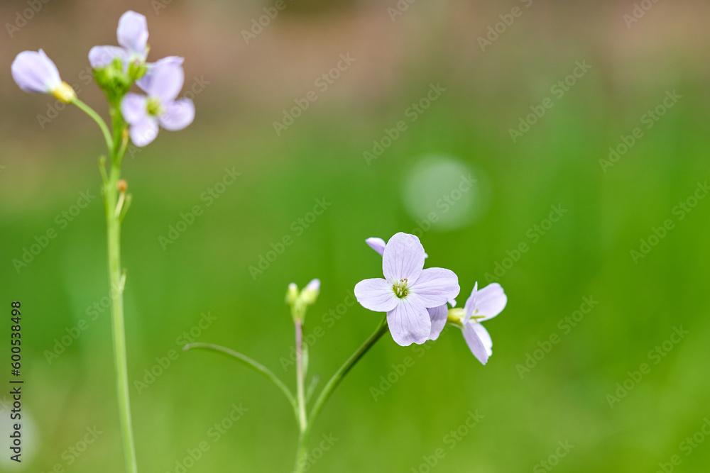 Spring flower on green background. Spring flower on green background.