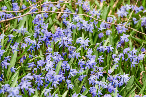 Scilla siberica flowers grows amongst fresh green spring grass  twigs and dried leaves on a sunny spring day