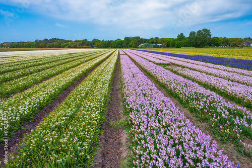 View over a field full of blooming hyacinths near Egmond aan Zee/Netherlands