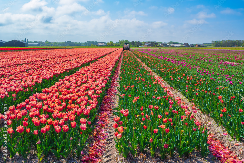 Mowing tulips in a field near Egmond aan Zee/Netherlands