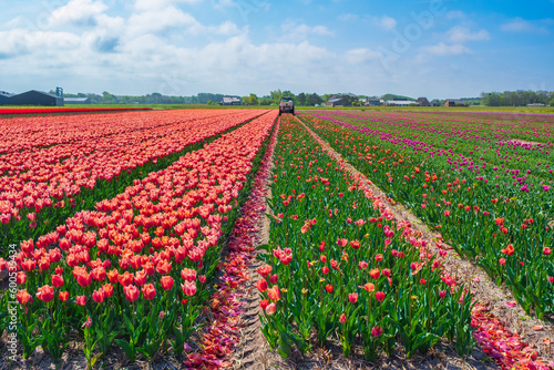 Mowing tulips in a field near Egmond aan Zee Netherlands