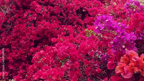 Bougainvillea flowers closeup red, cripson, pink blossom inflorescence. the camera moves smoothly along the plant