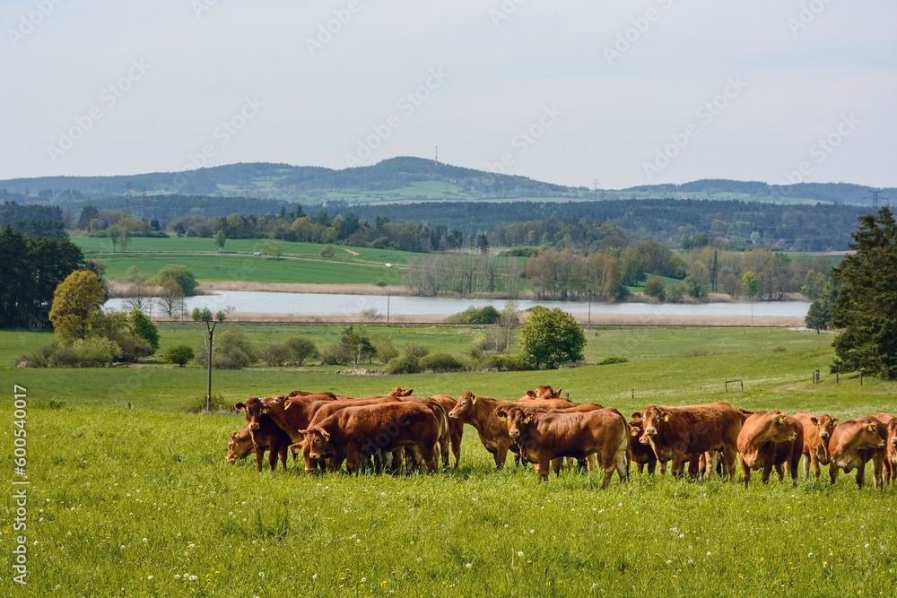 A herd of cows in the open countryside