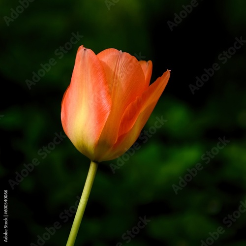 Orange Tulip flower in full bloom