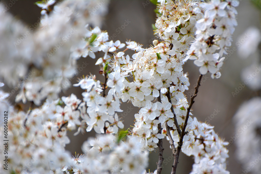 In spring, the blackthorn blooms in nature In spring, the blackthorn blooms in nature