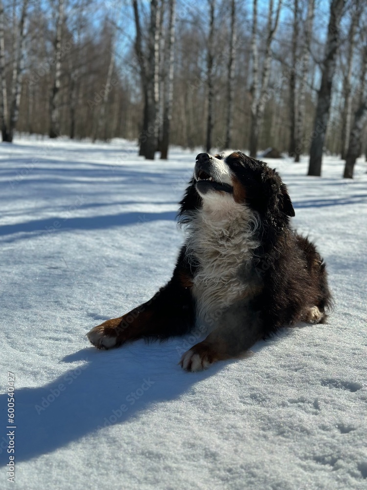 dog in snow