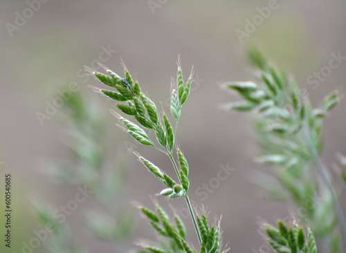 Cereal grass bromus grows in nature © orestligetka