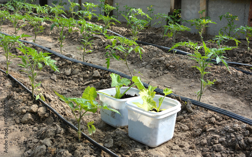 Greenhouse with drip irrigation when growing tomatoes photo