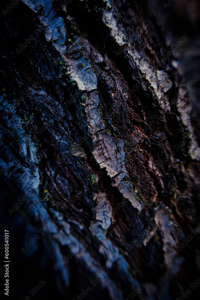 Textura de vorteza de un árbol de cerca Textura de vorteza de un árbol de cerca