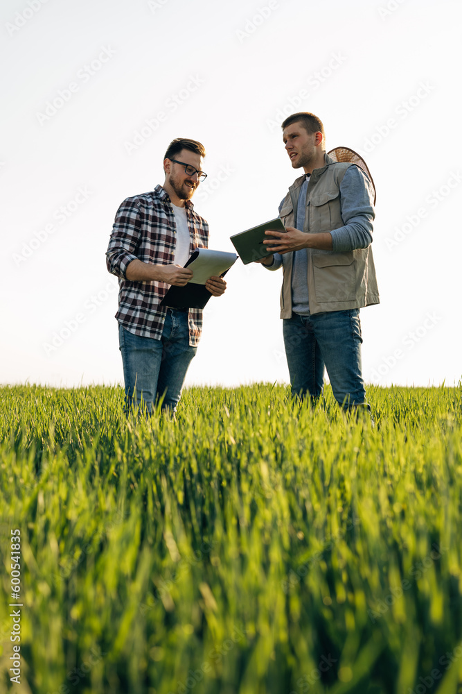 Two men standing in the wheat field and monitoring progress with digital tablet.