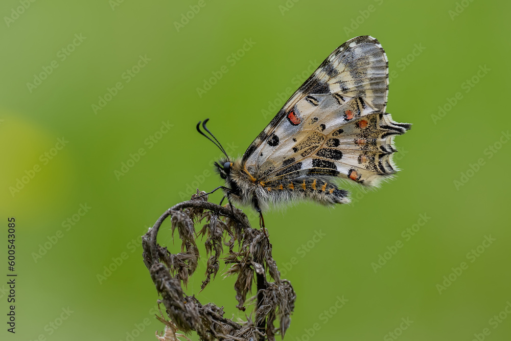 Fototapeta premium Papilionidae / Orman Fistosu / Eastern Festoon / Zerynthia cerisyi