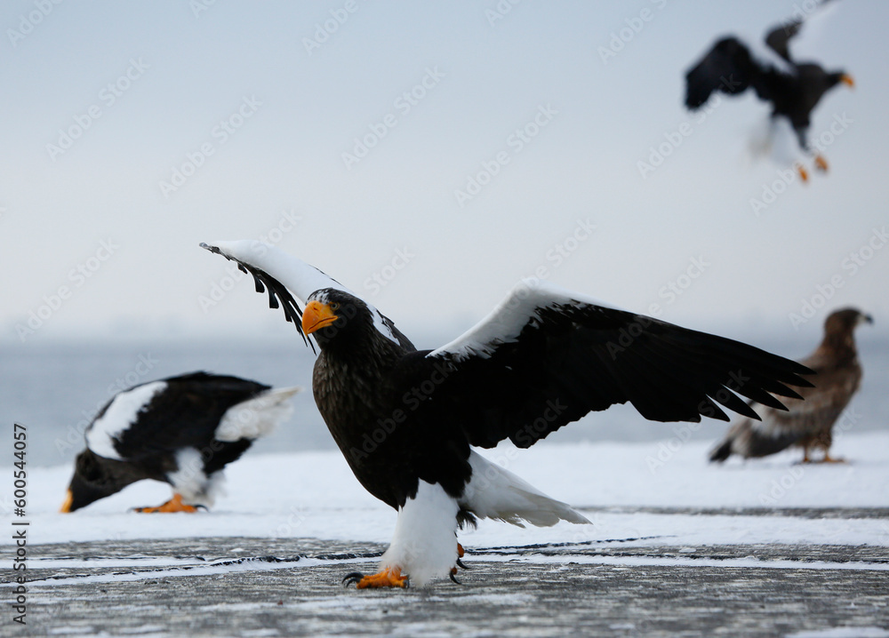 Steller's sea eagle